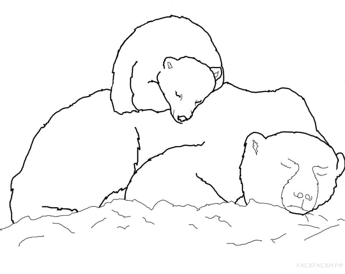 Kolorowanki Niedźwiedź polarny | Darmowe Malowanki do wydruku