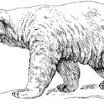 Raskrasil.com-Coloring-Pages-Polar-Beer-54