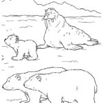 Raskrasil.com-Coloring-Pages-Polar-Beer-55