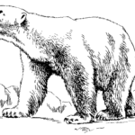 Raskrasil.com-Coloring-Pages-Polar-Beer-7
