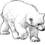 Raskrasil.com-Coloring-Pages-Polar-Beer-87