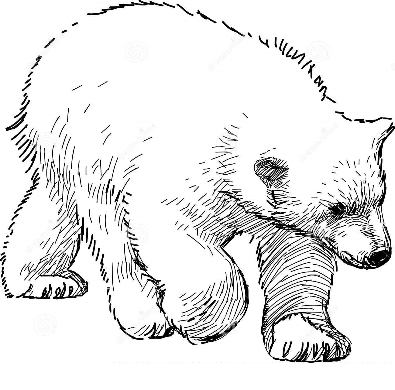 Desenhos de Urso Polar para Colorir