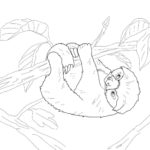 Raskrasil.com-Coloring-Pages-Sloth-26