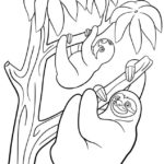 Raskrasil.com-Coloring-Pages-Sloth-37