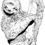 Raskrasil.com-Coloring-Pages-Sloth-39