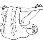 Raskrasil.com-Coloring-Pages-Sloth-55