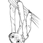 Raskrasil.com-Coloring-Pages-Sloth-56