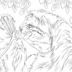 Raskrasil.com-Coloring-Pages-Sloth-62