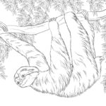Raskrasil.com-Coloring-Pages-Sloth-66