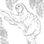 Raskrasil.com-Coloring-Pages-Sloth-67