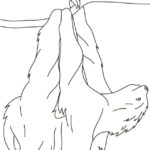 Raskrasil.com-Coloring-Pages-Sloth-94