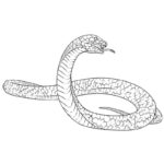 Raskrasil.com-Coloring-Pages-Snake-103