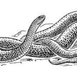 Raskrasil.com-Coloring-Pages-Snake-19