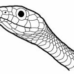 Raskrasil.com-Coloring-Pages-Snake-21