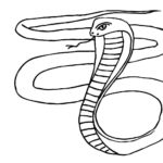 Raskrasil.com-Coloring-Pages-Snake-29