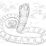 Raskrasil.com-Coloring-Pages-Snake-42