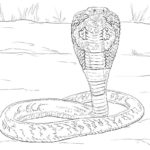 Raskrasil.com-Coloring-Pages-Snake-57