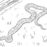 Raskrasil.com-Coloring-Pages-Snake-58