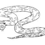 Raskrasil.com-Coloring-Pages-Snake-59