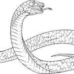 Raskrasil.com-Coloring-Pages-Snake-68