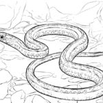 Raskrasil.com-Coloring-Pages-Snake-70