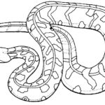Raskrasil.com-Coloring-Pages-Snake-80