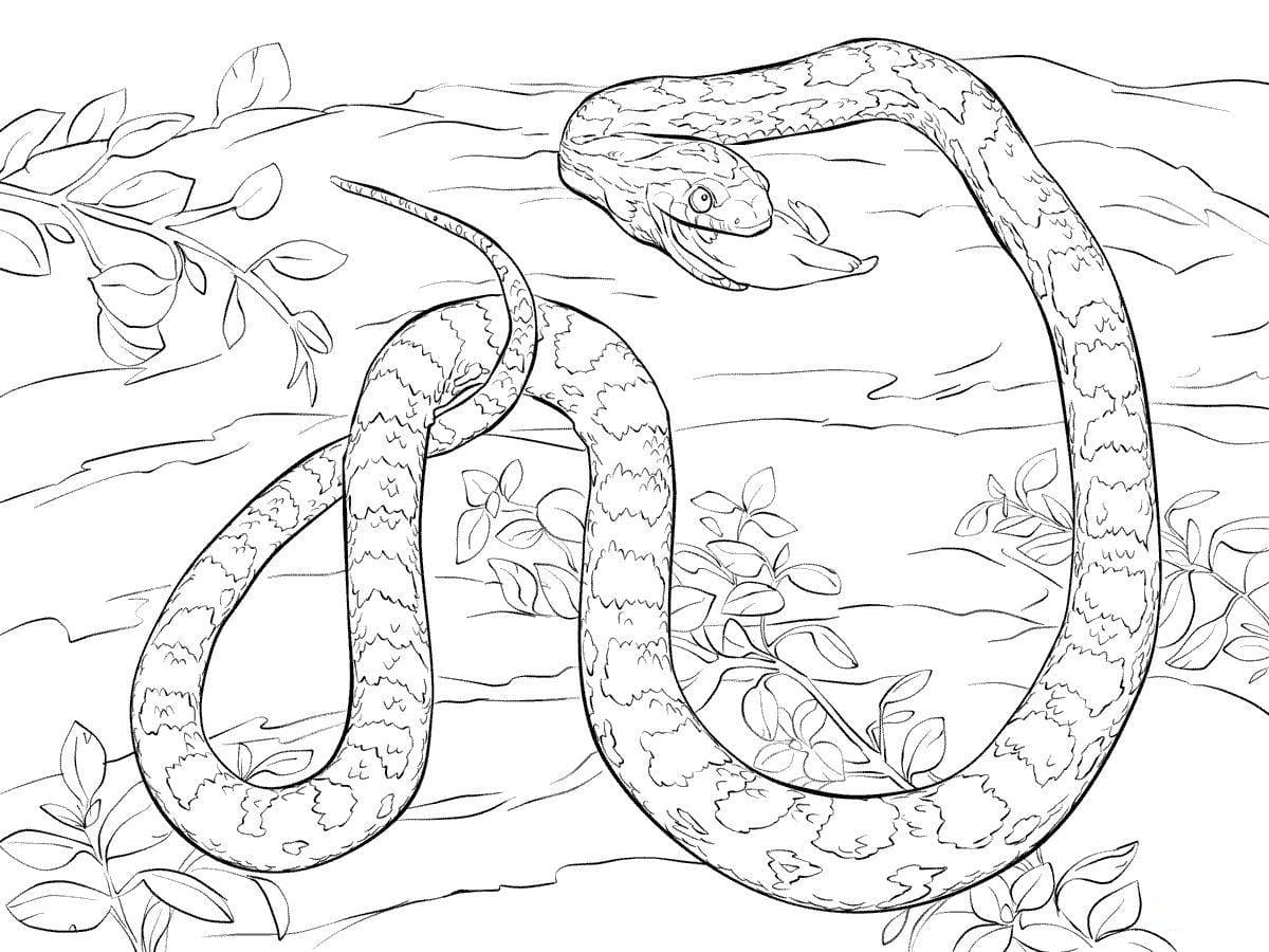 Coloriage Serpent - 100 pages à colorier à imprimer gratuits