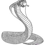 Raskrasil.com-Coloring-Pages-Snake-88