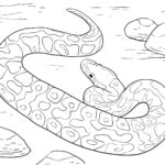 Raskrasil.com-Coloring-Pages-Snake-94