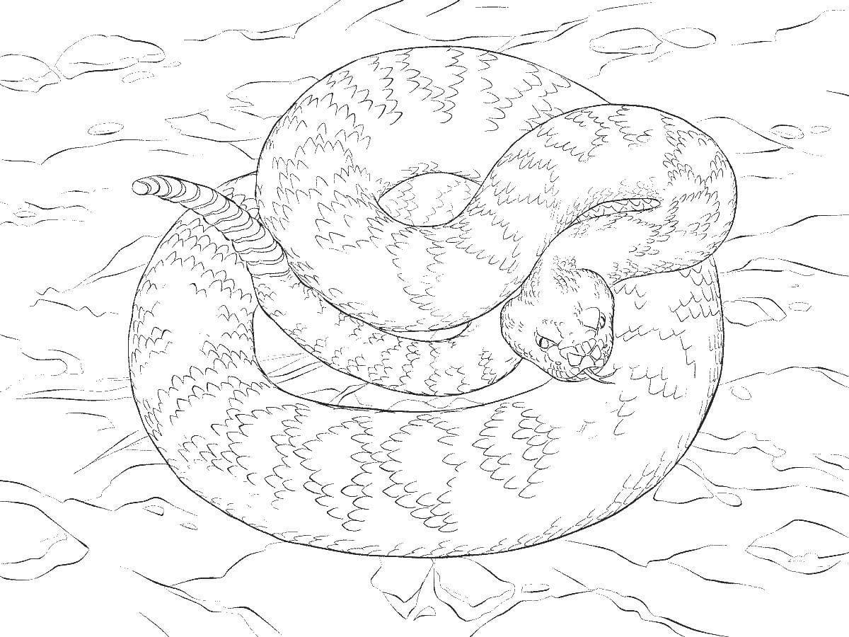 Snake Coloring Pages | 100 Pictures Free Printable