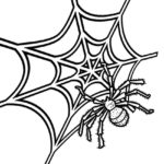 Raskrasil.com-Coloring-Pages-Spider-Web-33