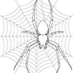 Raskrasil.com-Coloring-Pages-Spider-Web-45