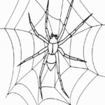 Raskrasil.com-Coloring-Pages-Spider-Web-65