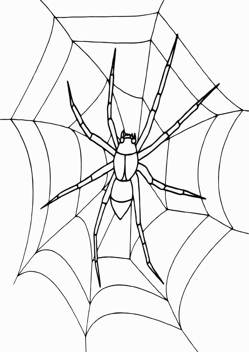 Паук на паутине раскраска