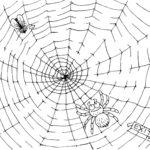 Raskrasil.com-Coloring-Pages-Spider-Web-72