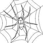 Raskrasil.com-Coloring-Pages-Spider-Web-79