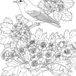 Raskrasil.com-Coloring-Pages-Spring-for-Adults-80