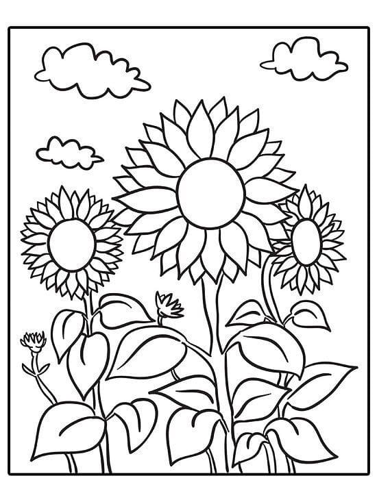 Sunflower Coloring Pages | 100 Pictures Free Printable