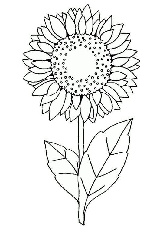 Ausmalbilder Sonnenblume | 100 Malvorlagen Kostenlos zum Ausdrucken
