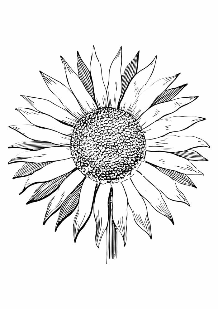 Ausmalbilder Sonnenblume | 100 Malvorlagen Kostenlos zum Ausdrucken