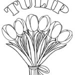 Raskrasil.com-Coloring-Pages-Tulip-103