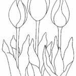 Raskrasil.com-Coloring-Pages-Tulip-17