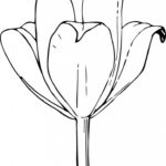 Previous Attachment
