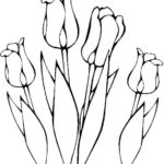 Raskrasil.com-Coloring-Pages-Tulip-29