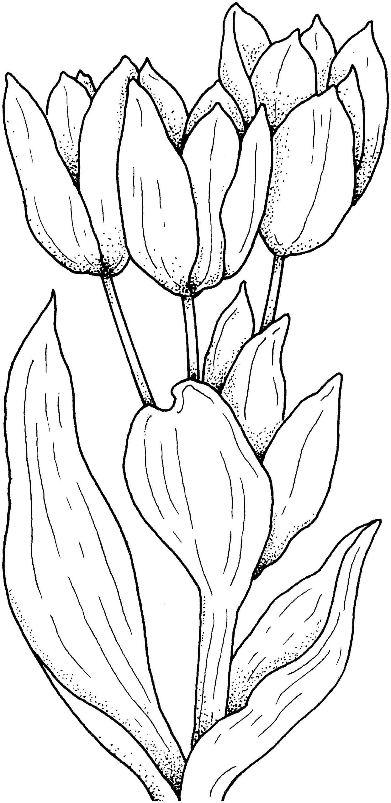 Raskrasil.com-Coloring-Pages-Tulip-30