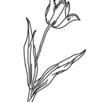 Raskrasil.com-Coloring-Pages-Tulip-33