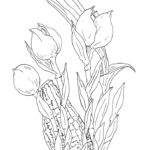 Raskrasil.com-Coloring-Pages-Tulip-36