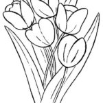 Raskrasil.com-Coloring-Pages-Tulip-37