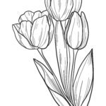 Raskrasil.com-Coloring-Pages-Tulip-41