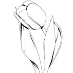 Raskrasil.com-Coloring-Pages-Tulip-43